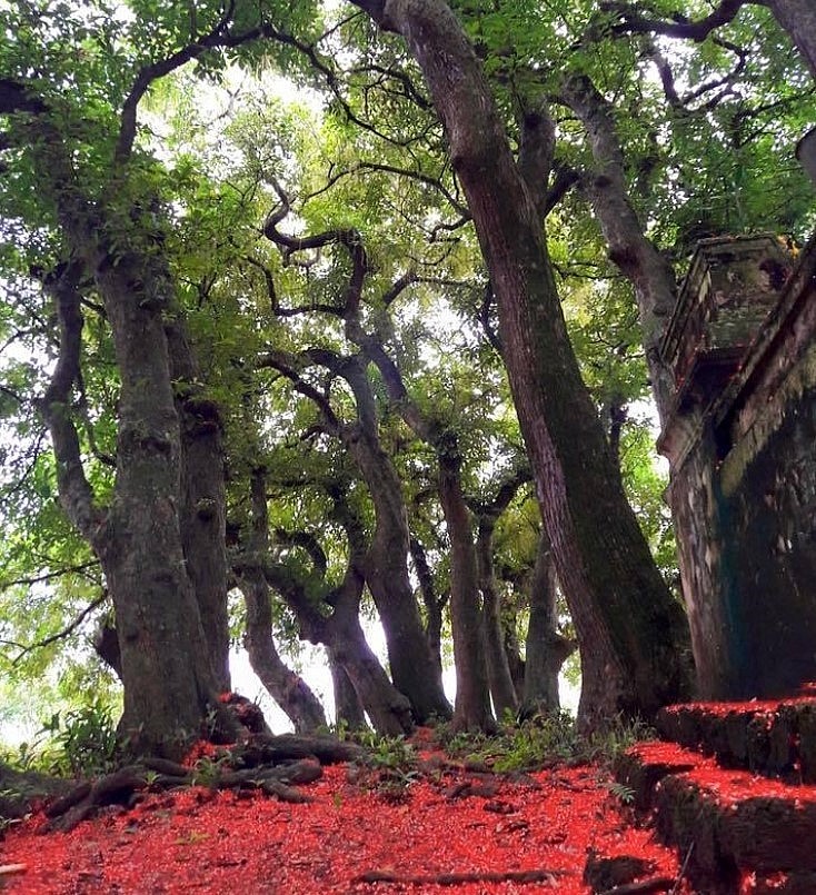 Strolling on Phu Tho's Crimson Forest Floor