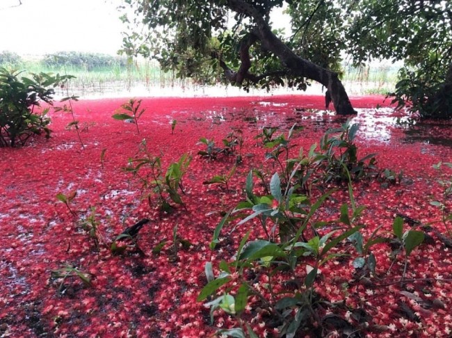 Strolling on Phu Tho's Crimson Forest Floor