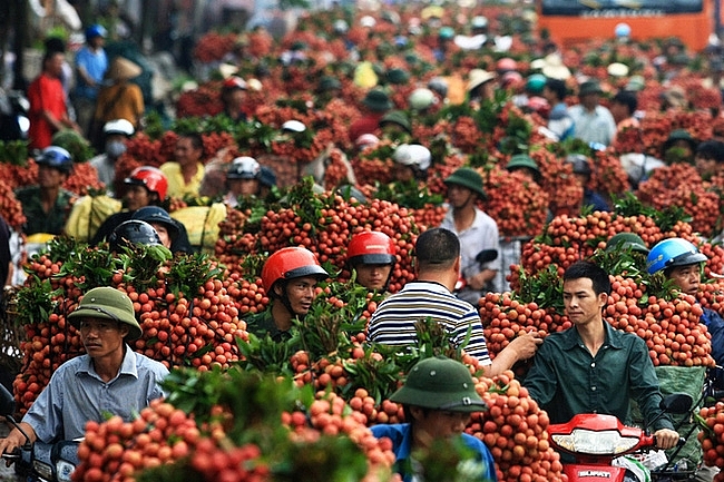 thanh ha litchi be qualified to prevail the strictest market in the world