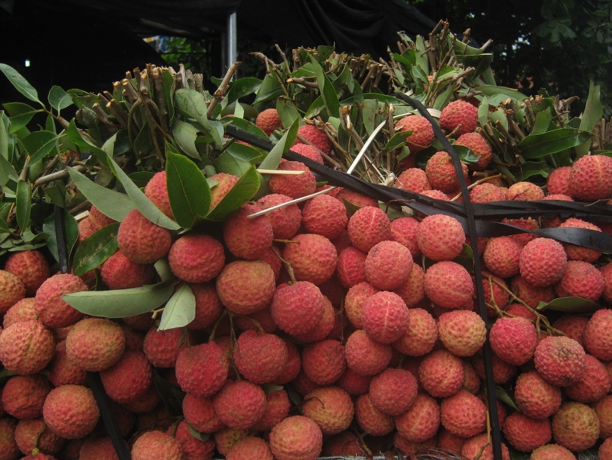 thanh ha litchi be qualified to prevail the strictest market in the world