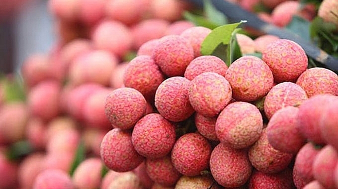 thanh ha litchi be qualified to prevail the strictest market in the world