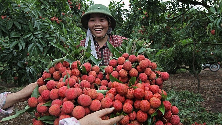 thanh ha litchi be qualified to prevail the strictest market in the world