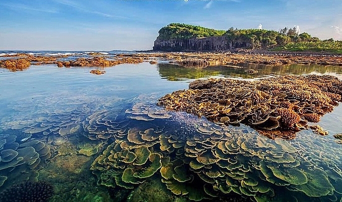absorbing beautiful masterpieces of coral reefs in ganh yen quang ngai province