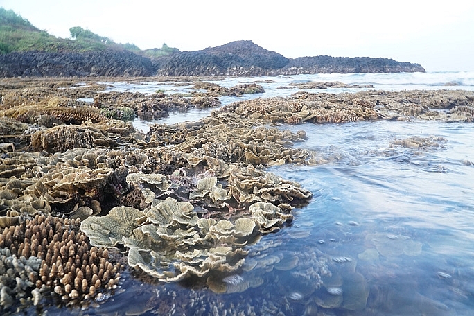 absorbing beautiful masterpieces of coral reefs in ganh yen quang ngai province