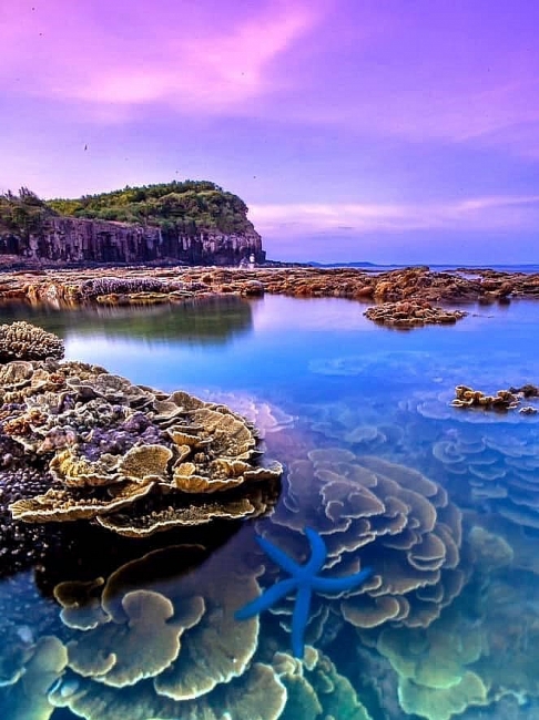 Absorbing beautiful masterpieces of coral reefs in Ganh Yen, Quang Ngai Province