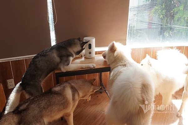 Vietnamese CEO initiates interactive pet cameras in the heart of America