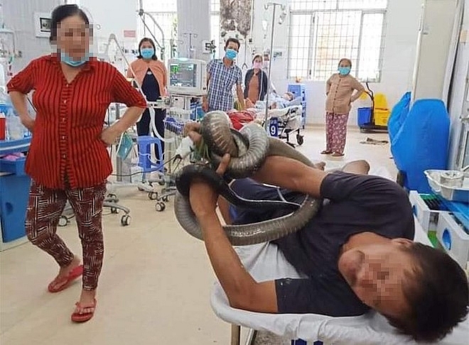 vietnamese man rushes to hospital with his hand stuck by a 3 meter long king cobra