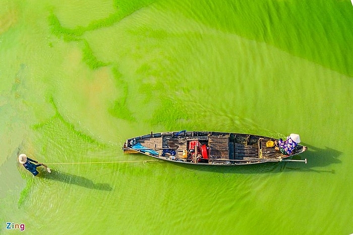 absorbing impressive green algae season in tri an lake