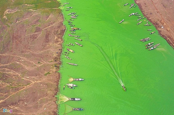 absorbing impressive green algae season in tri an lake