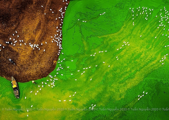 Indulging impressive green algae season in Tri An lake