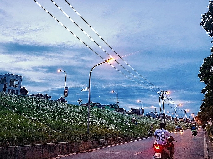 3 picturesque grasslands attract the young in hanoi