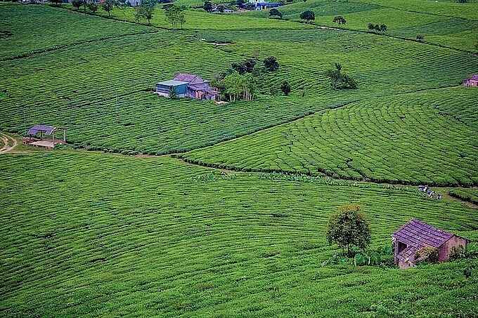 Exploring Moc Chau with unforgettable experience in a wonderful day trip