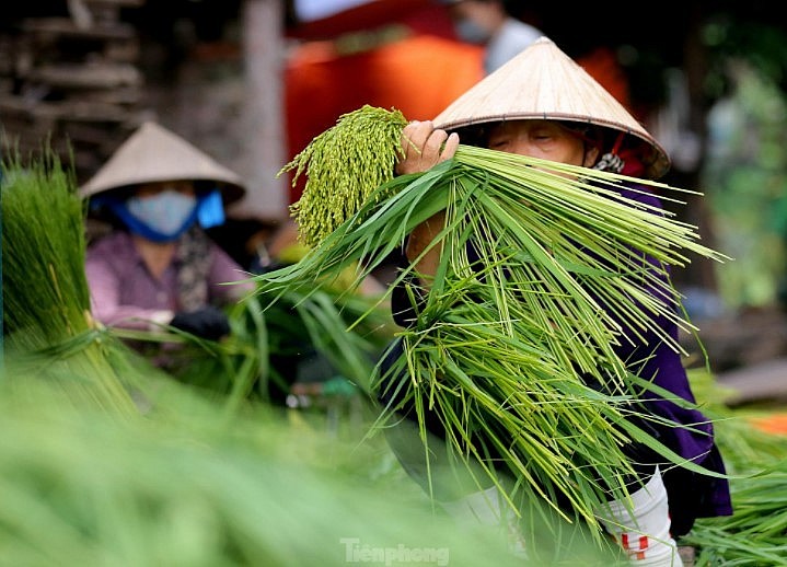 Me Tri Green Sticky Rice: A Specialty Of Autumn In Hanoi