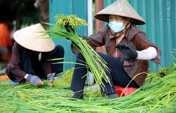 Me Tri Green Sticky Rice: A Specialty Of Autumn In Hanoi