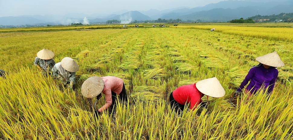 Vietnam's agriculture sector targets $40 billion export