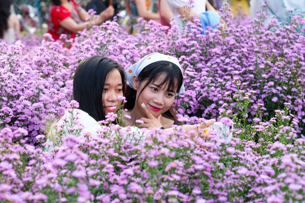 Beautiful photographing Da Nang's first aster amellus garden