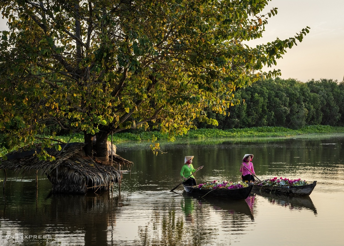 Water lilies in Vietnam's Southwest pose a tranquil painting of nature