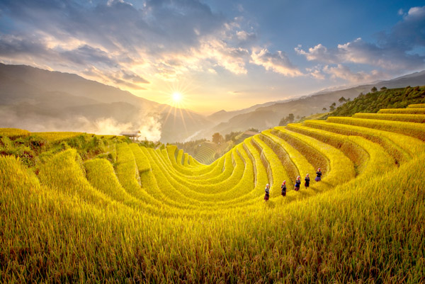 yen bai warms up mu cang chai terraced field festival