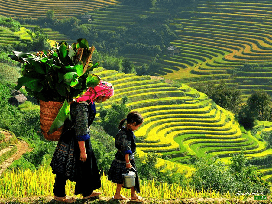 yen bai warms up mu cang chai terraced field festival