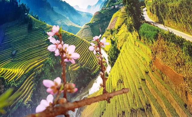 yen bai warms up mu cang chai terraced field festival