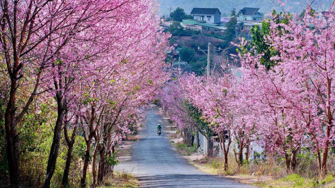 5 stunning routes to admire Da Lat's cherry blosoom