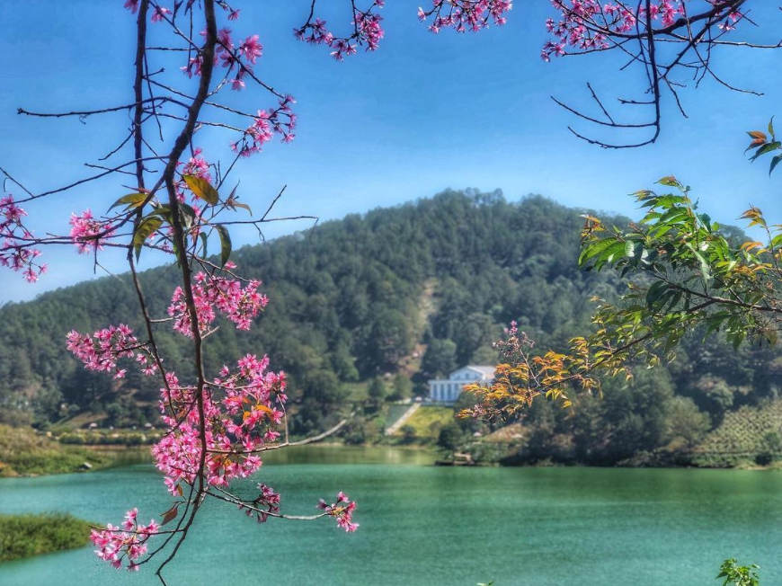 5 stunning routes to admire da lat's cherry blosoom