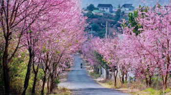 5 stunning routes to admire da lats cherry blosoom