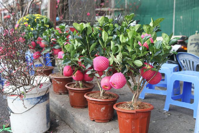 Hanoi's largest flower market opens overnight before Tet