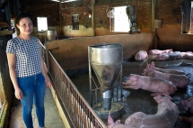 pig pens power a solution to climate change in vietnam