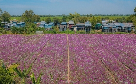 blooming full of periwinkle flowers in mekong delta