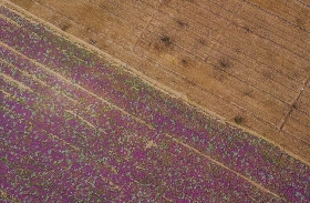 blooming full of periwinkle flowers in mekong delta