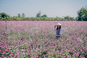 blooming full of periwinkle flowers in mekong delta