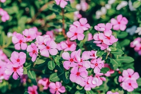 blooming full of periwinkle flowers in mekong delta