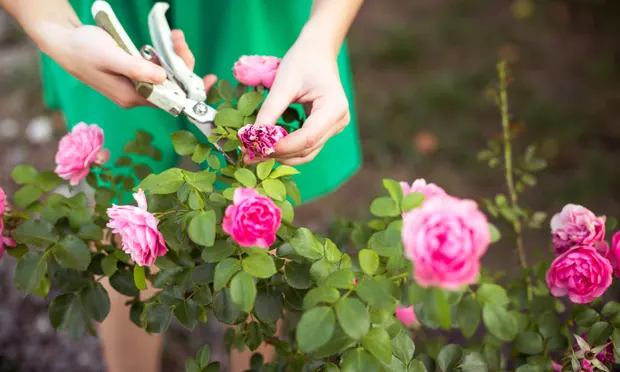 japan covid 19 pandemic looks painfuf even thousands of flowers cut off for gather discouraging