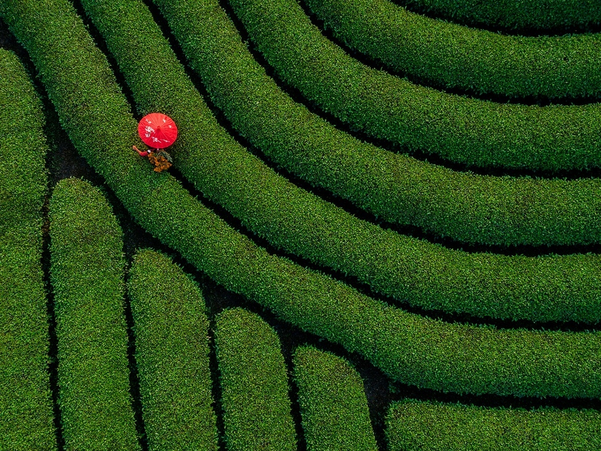 vietnam s water lily season photo won the international competitions first prize