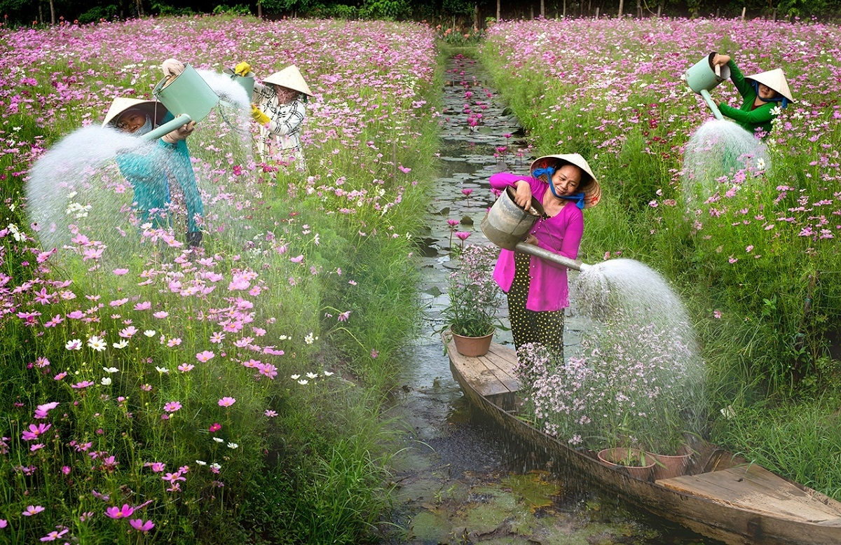 vietnam s water lily season photo won the international competitions first prize