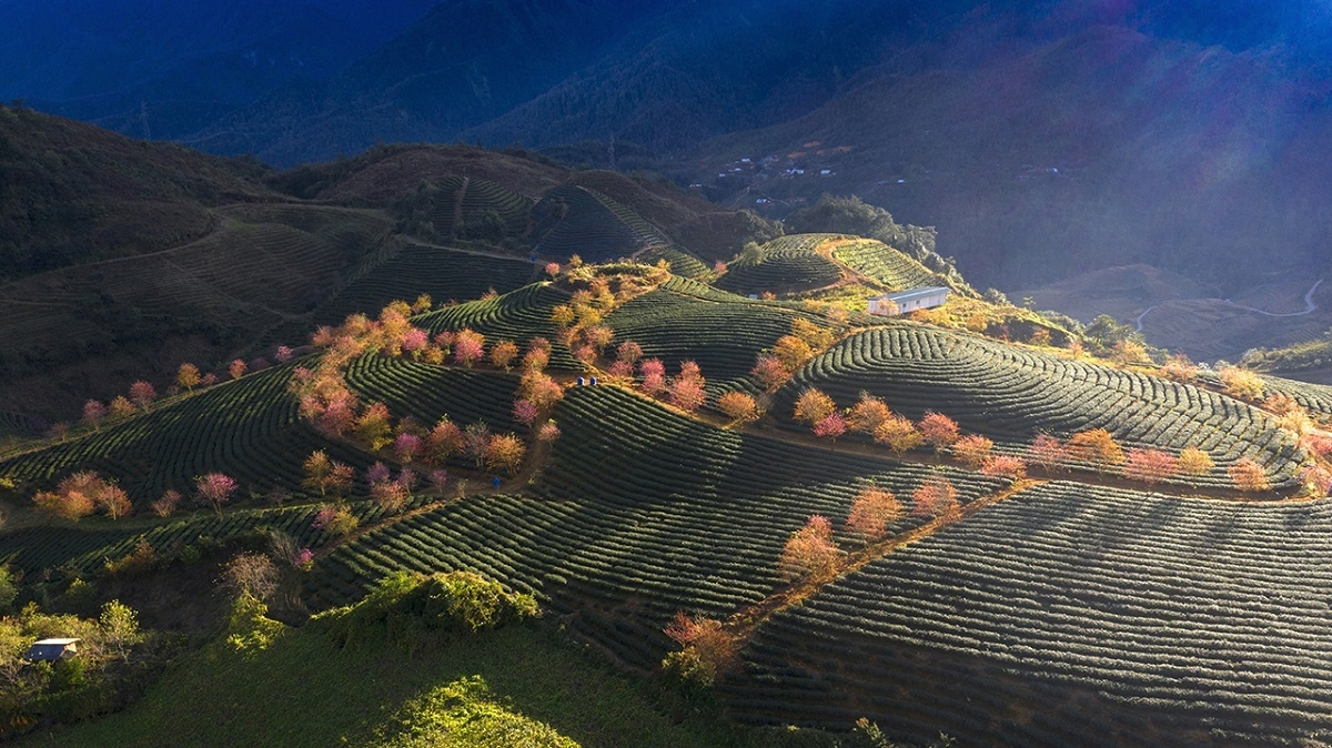 vietnam s water lily season photo won the international competitions first prize