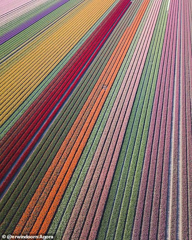 vietnam s water lily season photo won the international competitions first prize