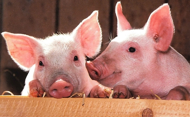 vietnam to import live pigs to cut live hog prices in domestic market