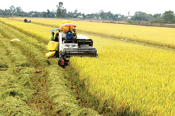 vietnam and switzerland extend project on rice monitoring and crop insurance