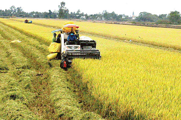 Vietnam and Switzerland extend project on rice monitoring and crop insurance