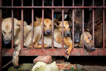 dog meat festival takes place in china despite new regulation that protects dogs