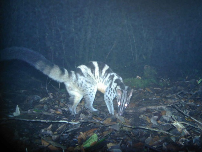 Many rare species animals found in Nui Ba, Vietnam