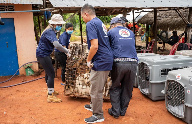 four paws shuts down dog slaughterhouse in cambodia critical to the trade