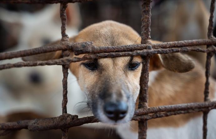dog slaughterhouse in cambodia for vietnamese import culinary preference shut down