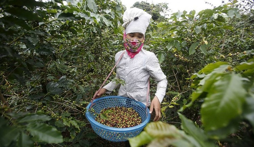 Top 10 Largest Coffee Producing Countries Worldwide Pre-Pandemic