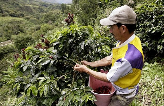 Top 10 Largest Coffee Producing Countries Worldwide Pre-Pandemic
