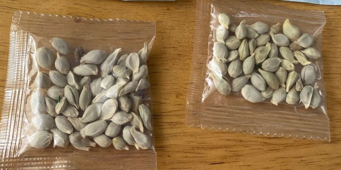 Amazon bans imported seeds entering U.S. amid mystery packages