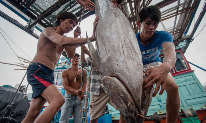 vietnamese tuna exports to several markets bounce back vigorously