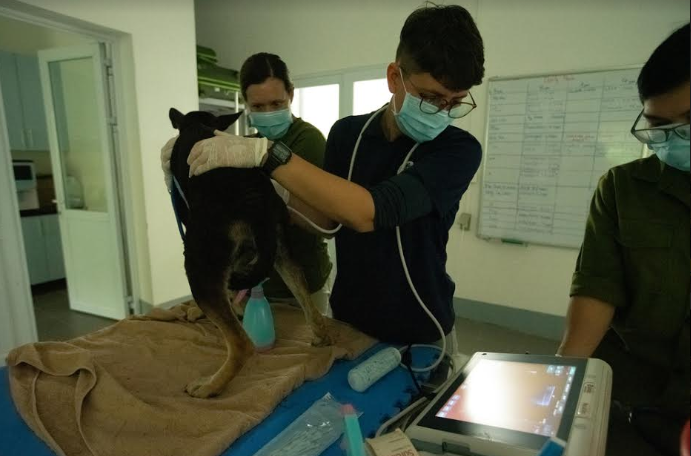 Global organization supports Vietnam's local communities with animal population management programmes